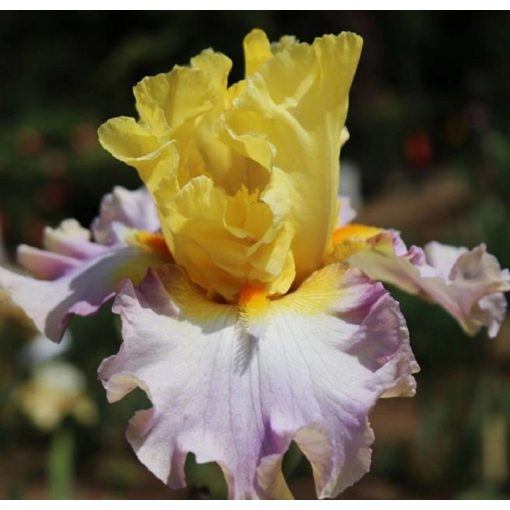 Iris SUNNY SEAS
