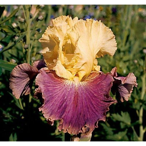 Iris SUNNYSIDE DELIGHT