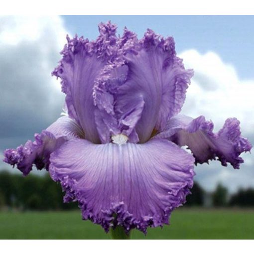 Iris SUPER MODEL