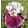 Iris SWEET SEDUCTION