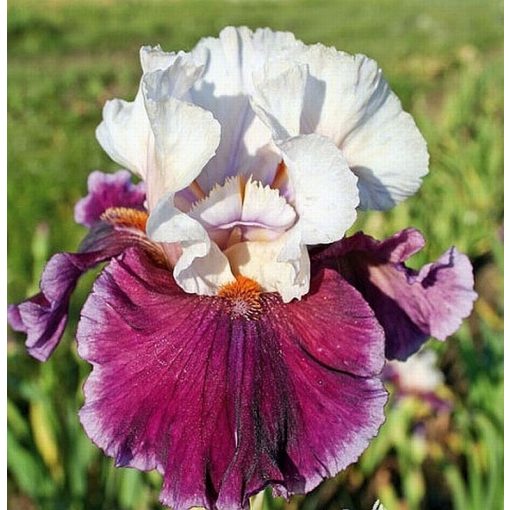 Iris SWEET SEDUCTION