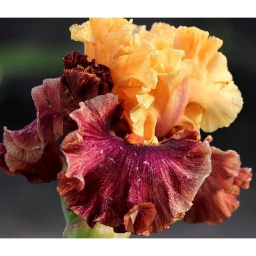 Iris SWEET SVENGALI