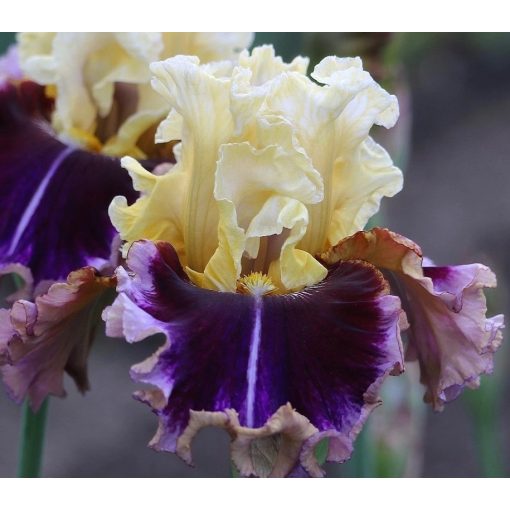 Iris TABOO
