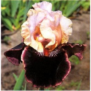 Iris TASTE THE MAGIC