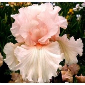 Iris TENDER MERCY