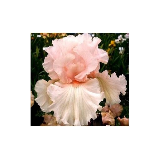 Iris TENDER MERCY