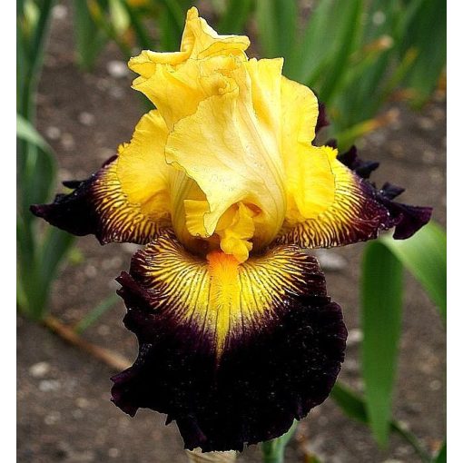 Iris TEQUILA A GRENADINA