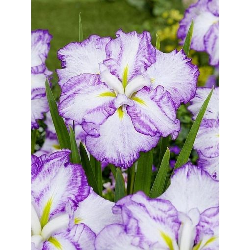 Iris TERAMISU