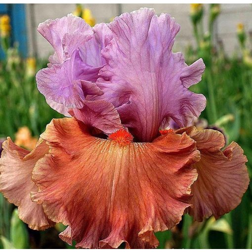 Iris THAT SONG