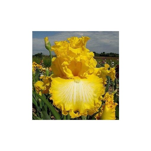 Iris THAT'S ALL FOLKS