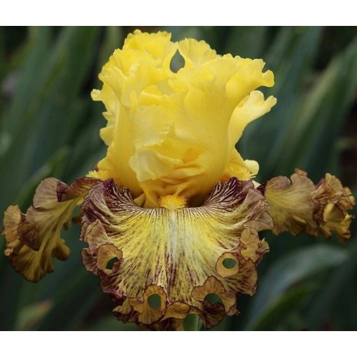 Iris THAT'S ENTERTAINMENT