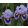 Iris THIMBLE
