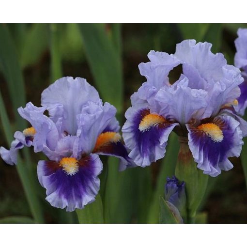 Iris THIMBLE