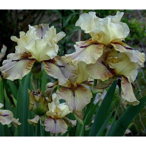 Iris THORNBIRD