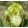 Iris THRIFTY