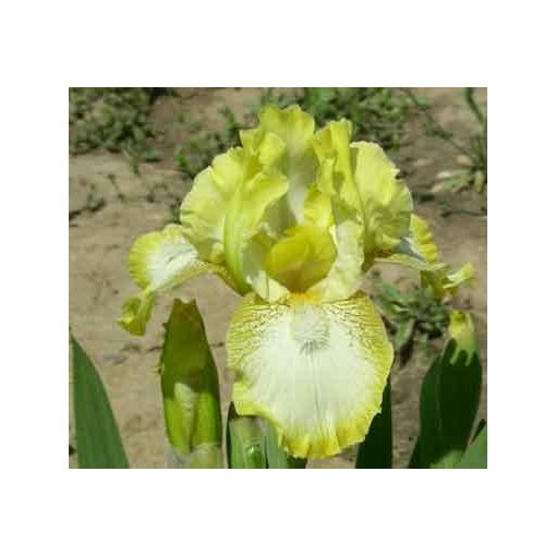 Iris THRIFTY