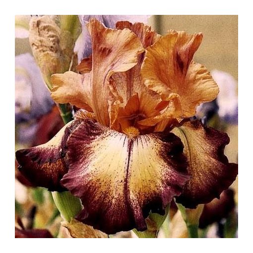 Iris THUNDER ECHO