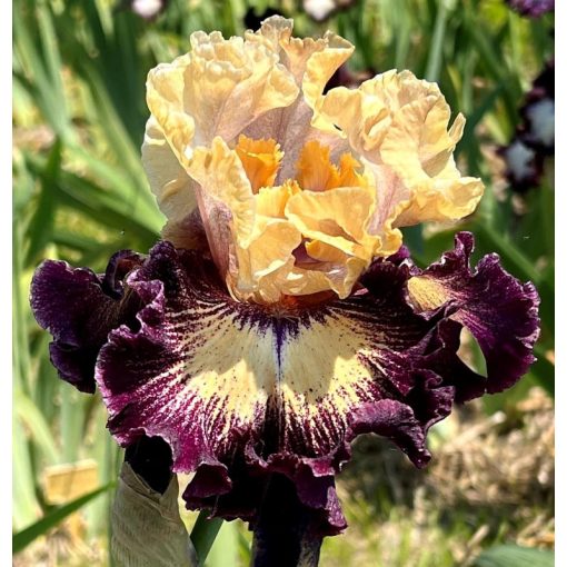 Iris TITAN'S ATMOSPHERE
