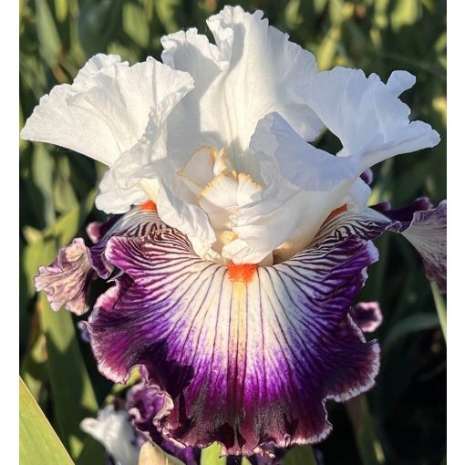 Iris TO BE LUCKY