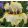 Iris TRADE SECRET