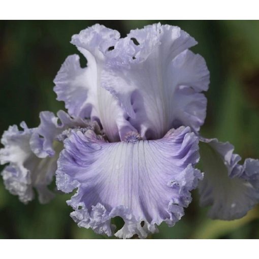 Iris TREASURE BAY