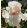 Iris TREASURED