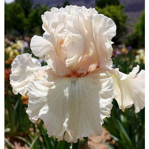 Iris TREASURED