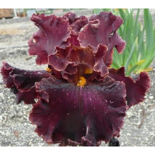Iris TRIAL BY FIRE