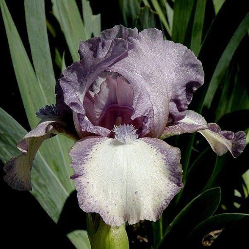 Iris TRIBBLE