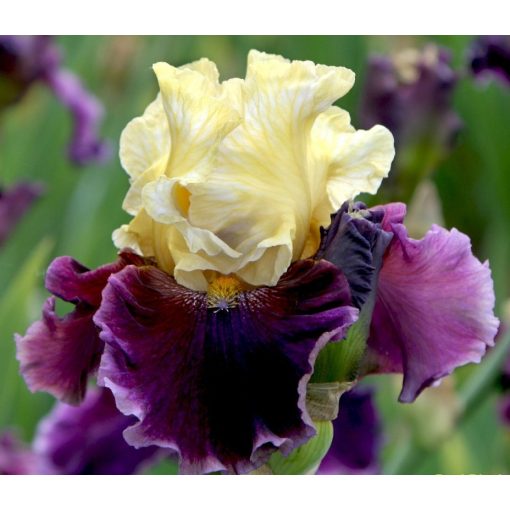 Iris TRIPPLE DIP