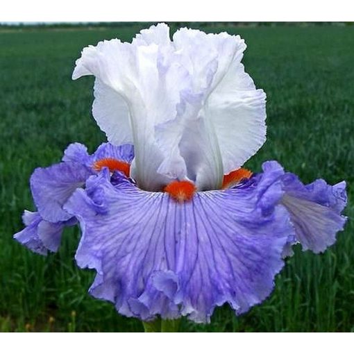 Iris TRUE PATRIOT