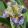 Iris TULA