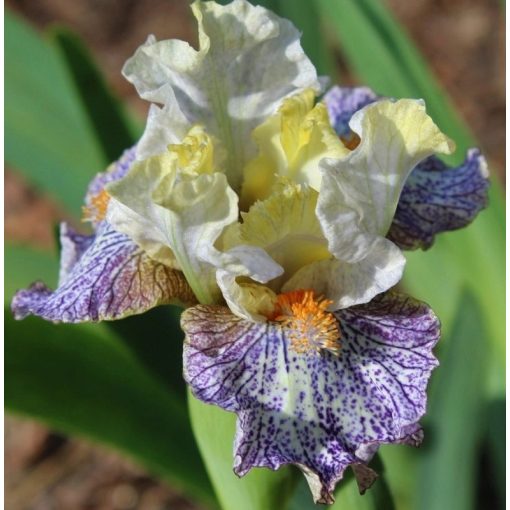 Iris TULA