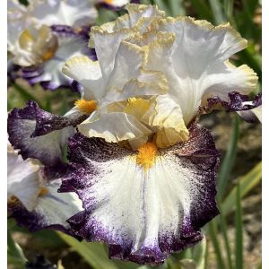 Iris TWILIGHT RENDEZVOUS