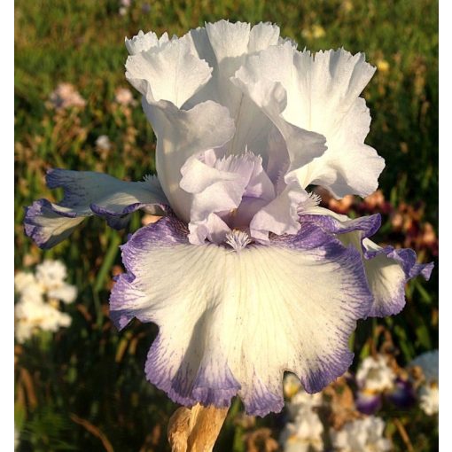 Iris TWO BLUE TONES