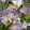 Iris UNBUTTONED ZIPPERS