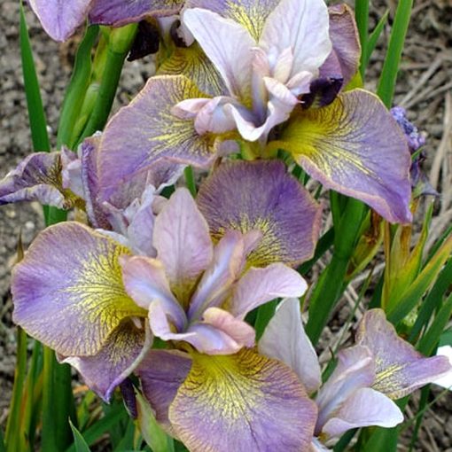 Iris UNBUTTONED ZIPPERS