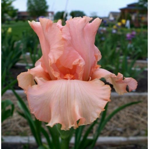 Iris UNCHAIN MY HEART