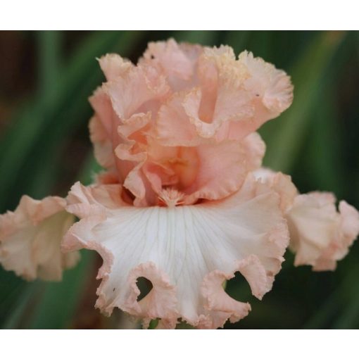 Iris UNCONDITIONAL LOVE