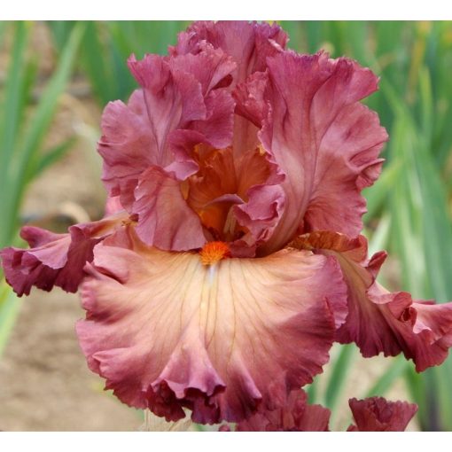 Iris UNDER DOG