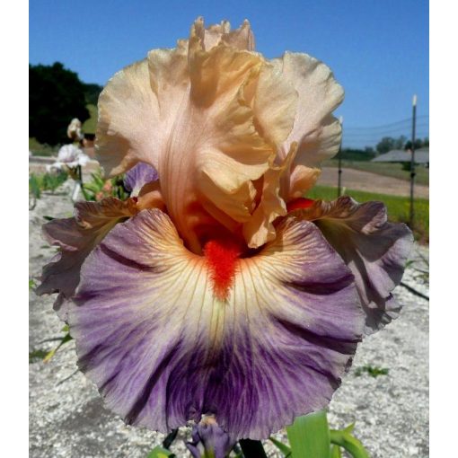 Iris UNDERCURRENT