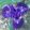 Iris UNFOLDING PARADOX