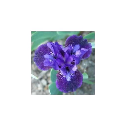 Iris UNFOLDING PARADOX