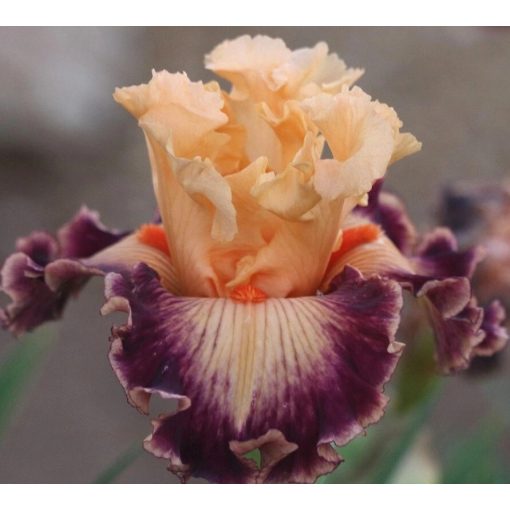 Iris UNINHIBITED