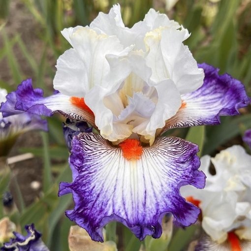 Iris VALLEY OF LOVE