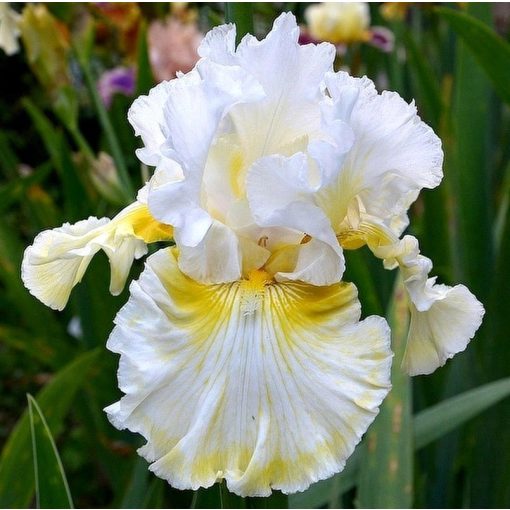 Iris VANILLA ICE