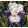 Iris VENETIAN TAPESTRY