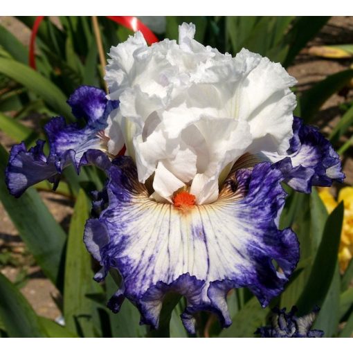 Iris VENETIAN TAPESTRY