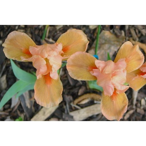 Iris VINTAGE ROSE
