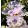 Iris VIOLET DIAMOND